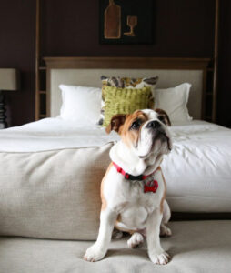 Pet Friendly Places