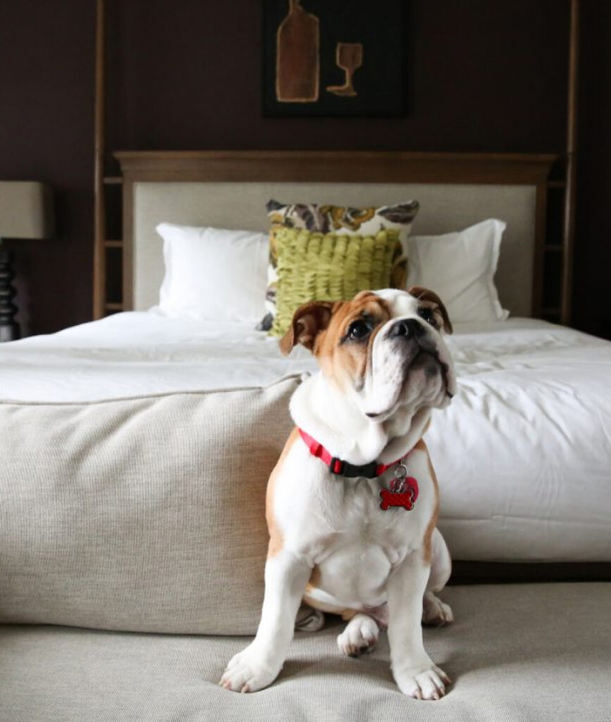 Pet Friendly Places